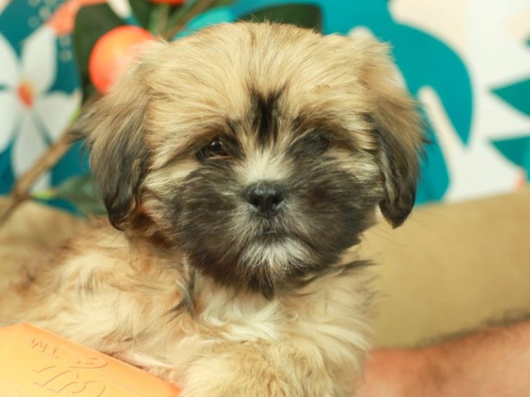 Lhasa Apso