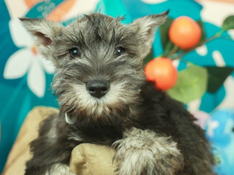 Miniature Schnauzer