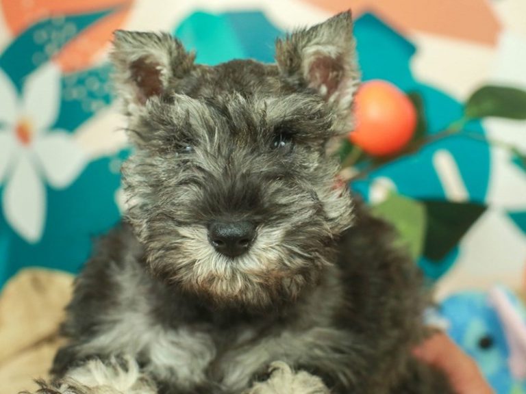 Miniature Schnauzer