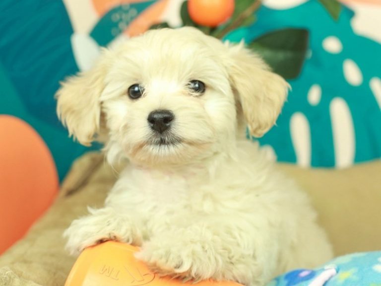 Malti Poo
