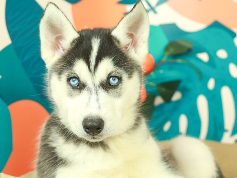 Siberian Husky