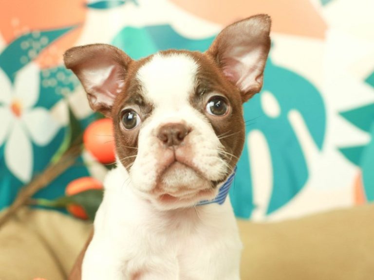 Boston Terrier