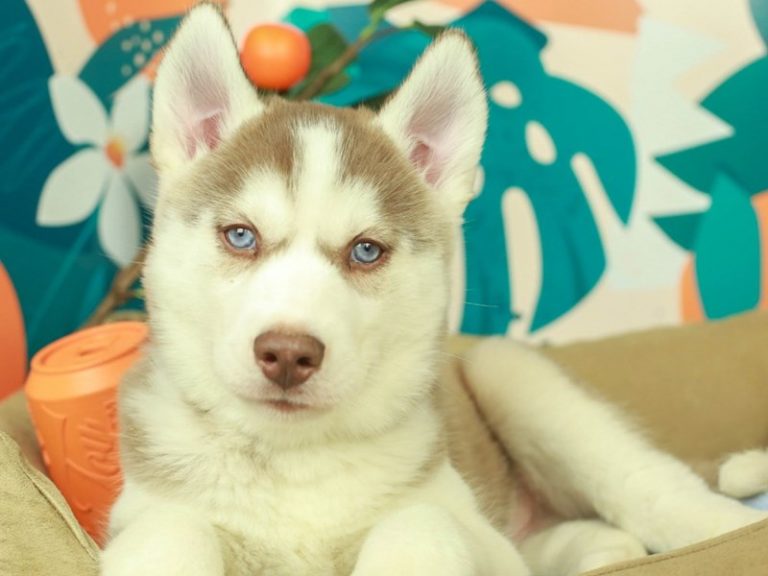 Siberian Husky