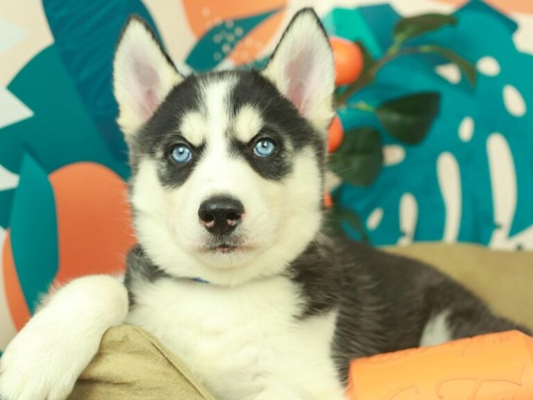Siberian Husky