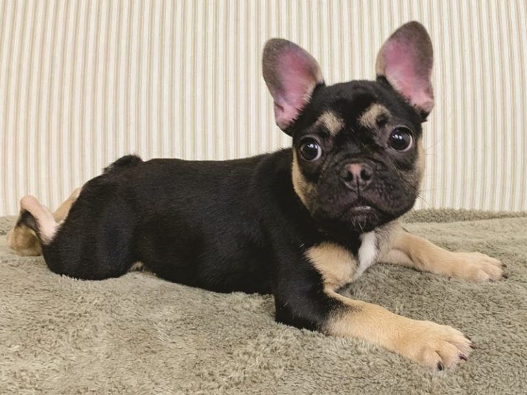 French Bulldog