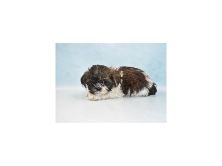 Shih Tzu