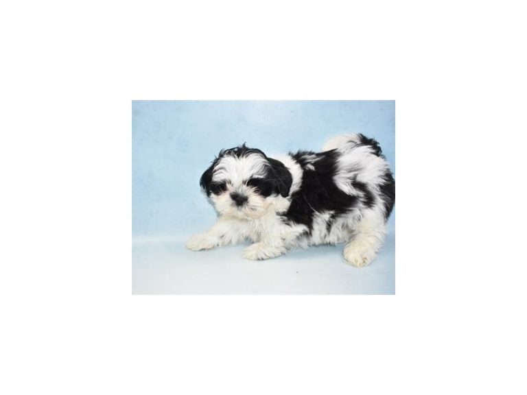 Shih Tzu