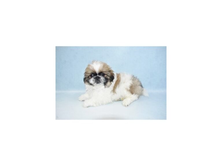 Pekingese