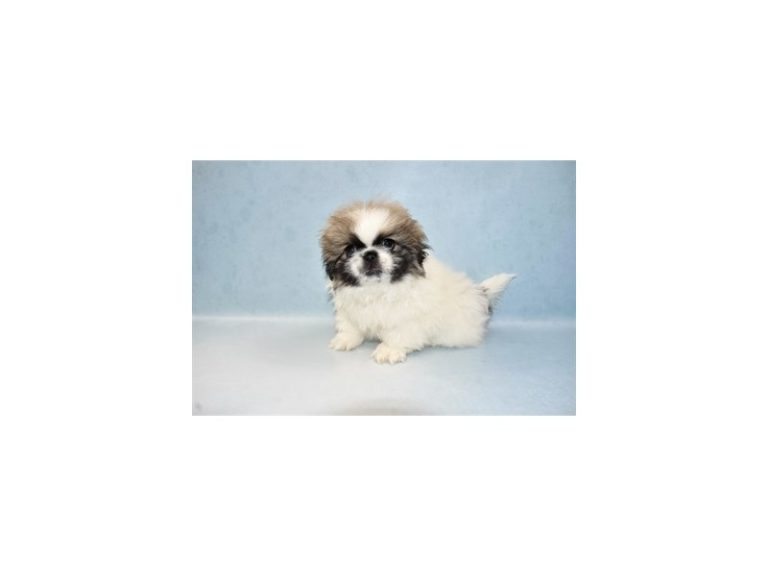 Pekingese