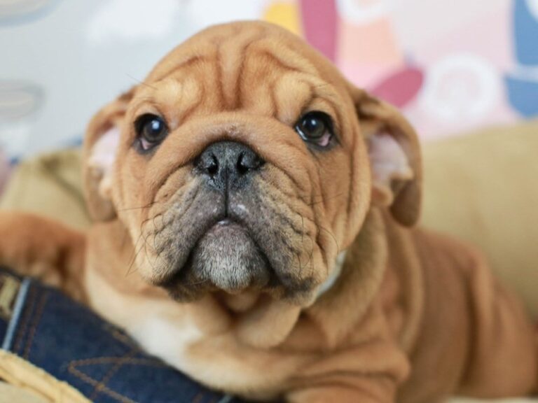 English Bulldog