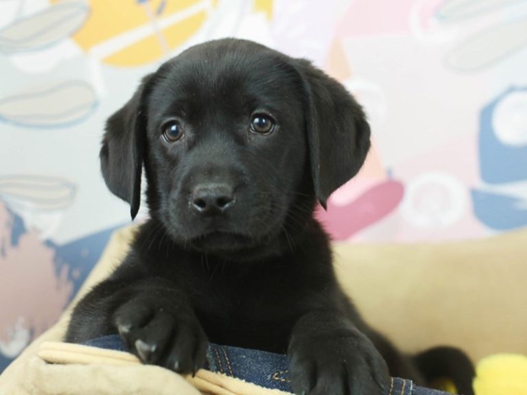 Labrador Retriever