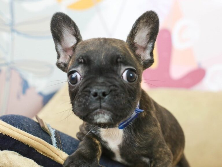 French Bulldog