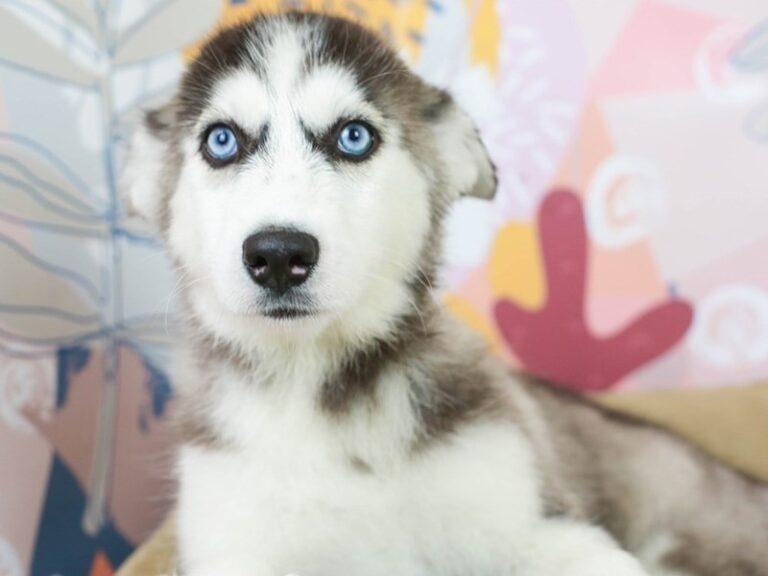 Siberian Husky