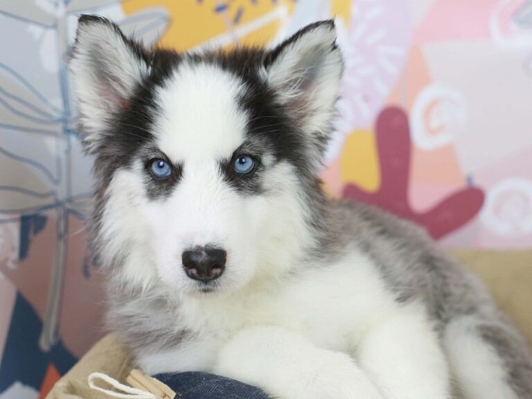 Siberian Husky