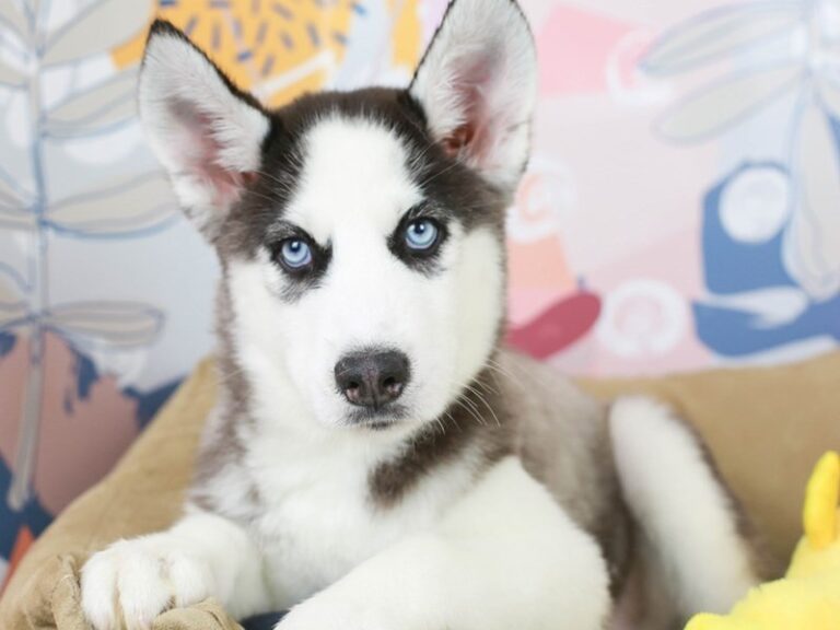 Siberian Husky