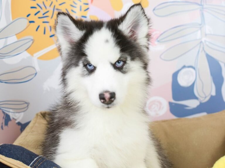Siberian Husky