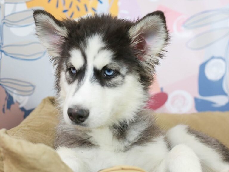 Siberian Husky