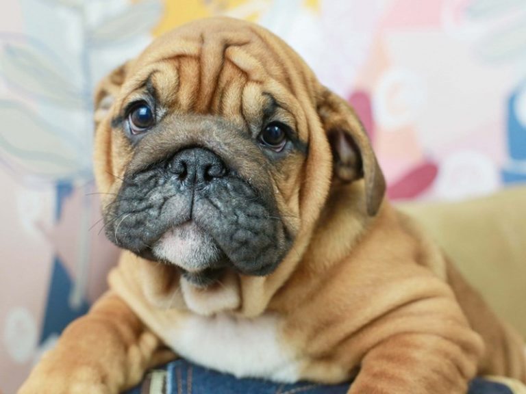 English Bulldog