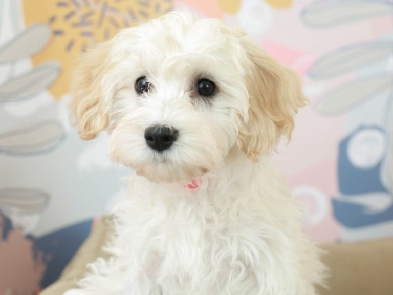 Havanese