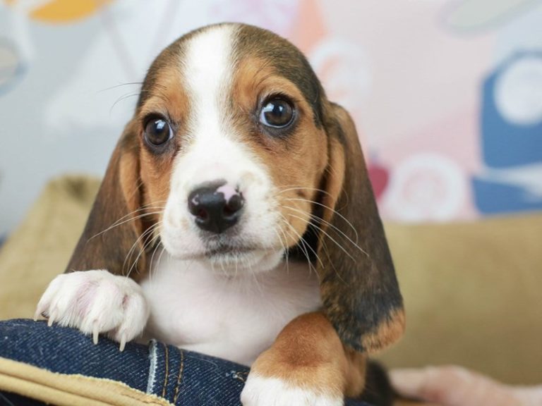 Beagle