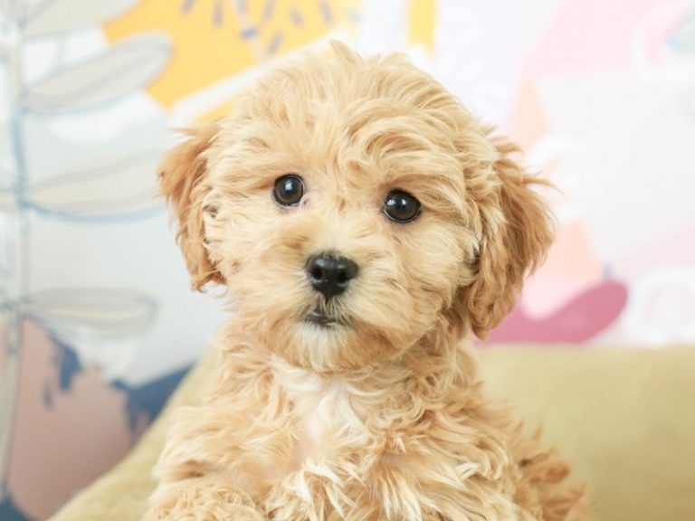 Lhasa Poo