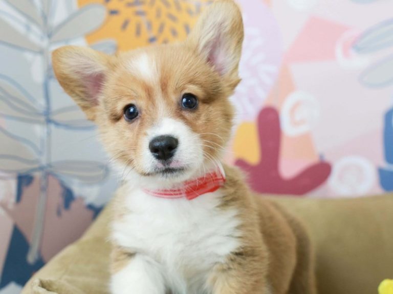 Pembroke Welsh Corgi