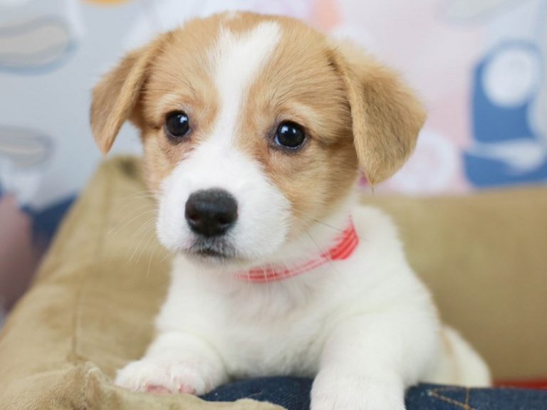 Pembroke Welsh Corgi