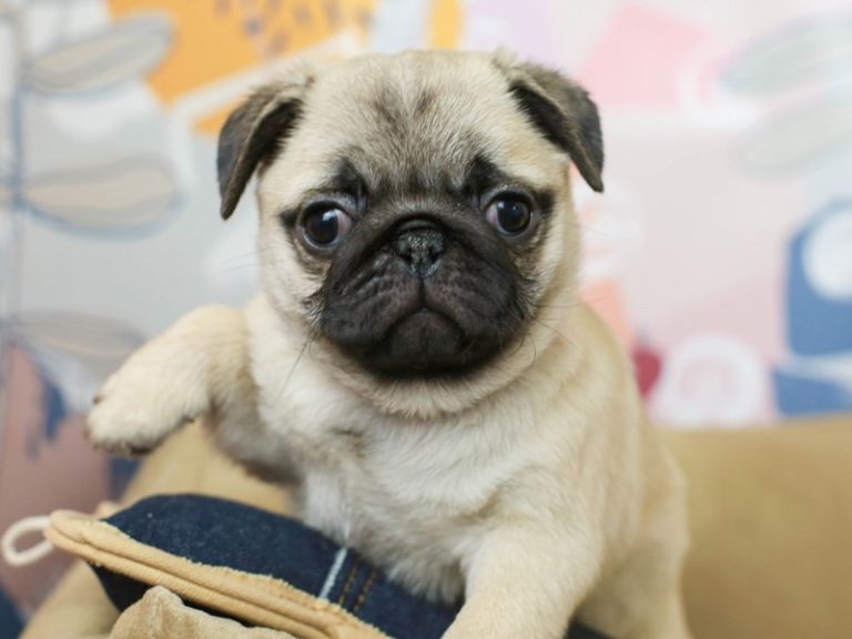 Pug