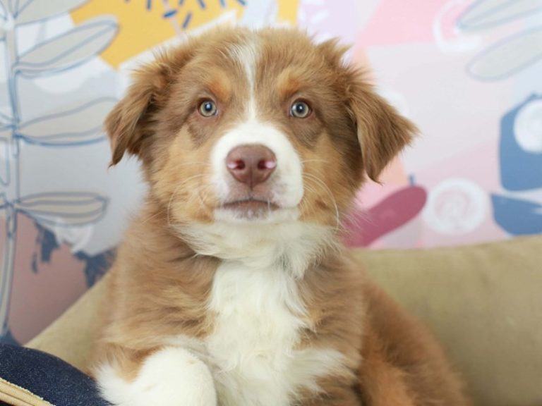 Australian Shepherd
