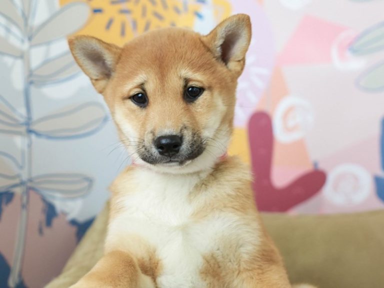 Shiba Inu