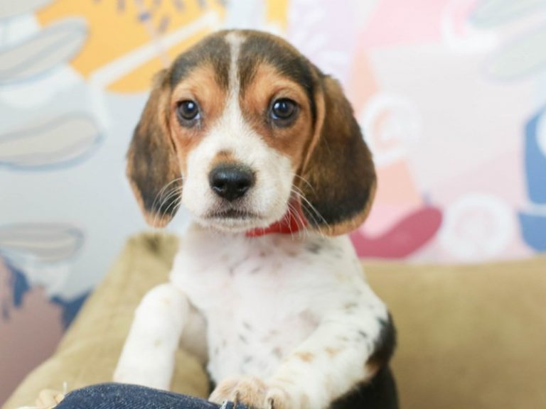 Beagle