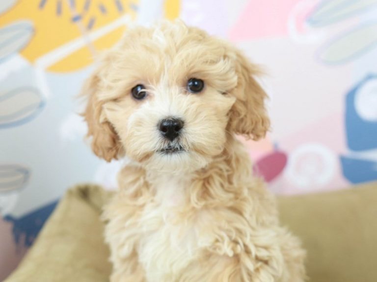 Lhasa Poo
