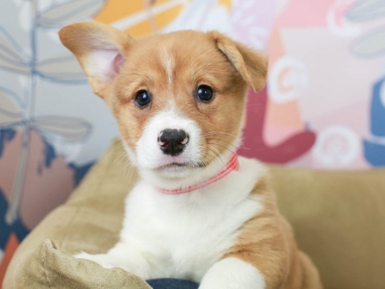 Pembroke Welsh Corgi