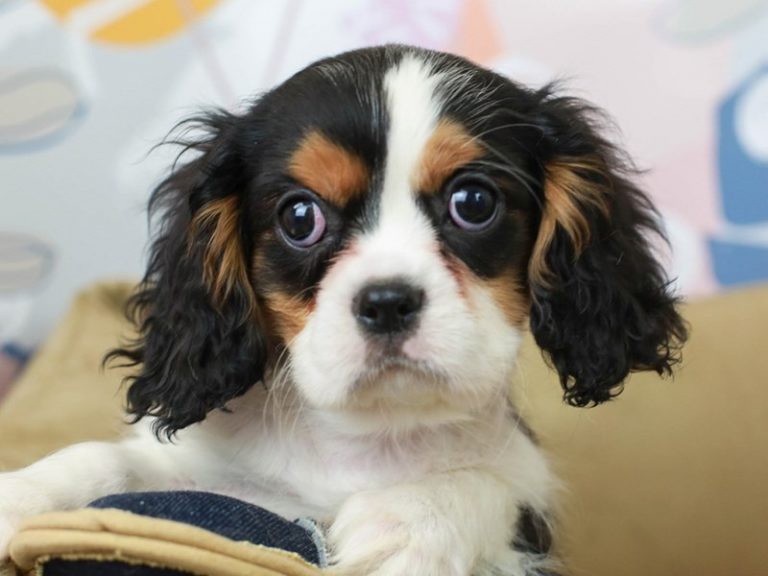 Cavalier King Charles Spaniel