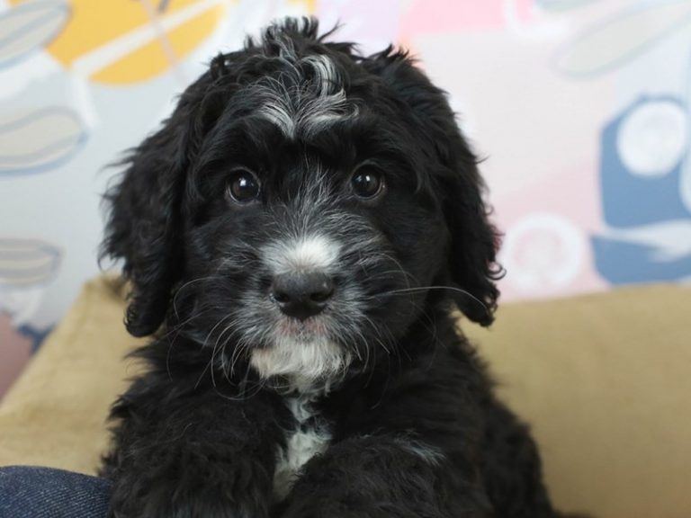 Mini Bernadoodle