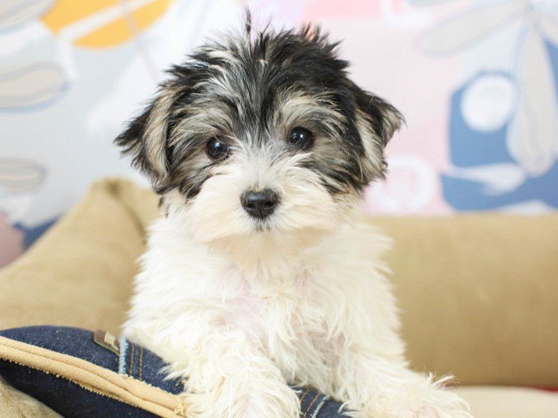 Biewer Terrier-Male--2676034-Animal Kingdom | Puppies N Love