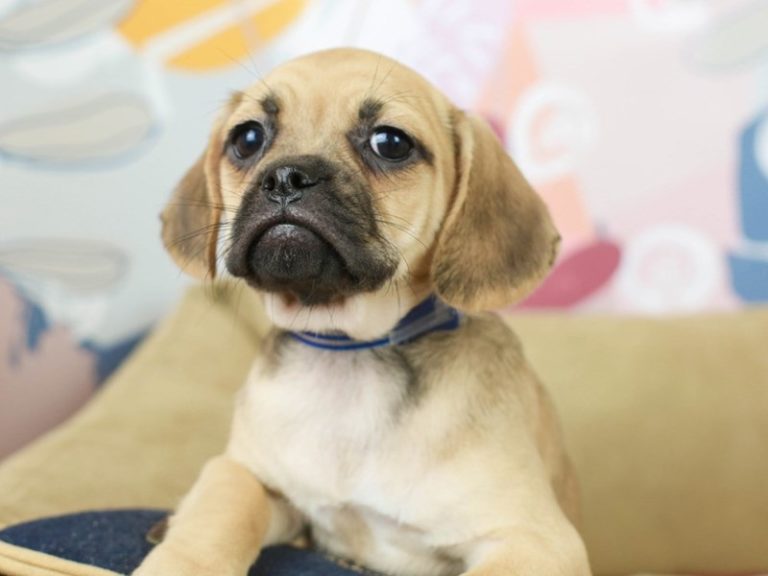 Puggle
