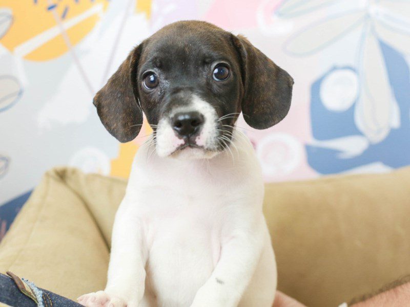 Freagle-Male--2675856-Animal Kingdom | Puppies N Love