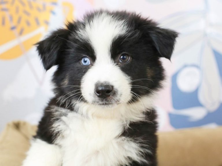 Australian Shepherd