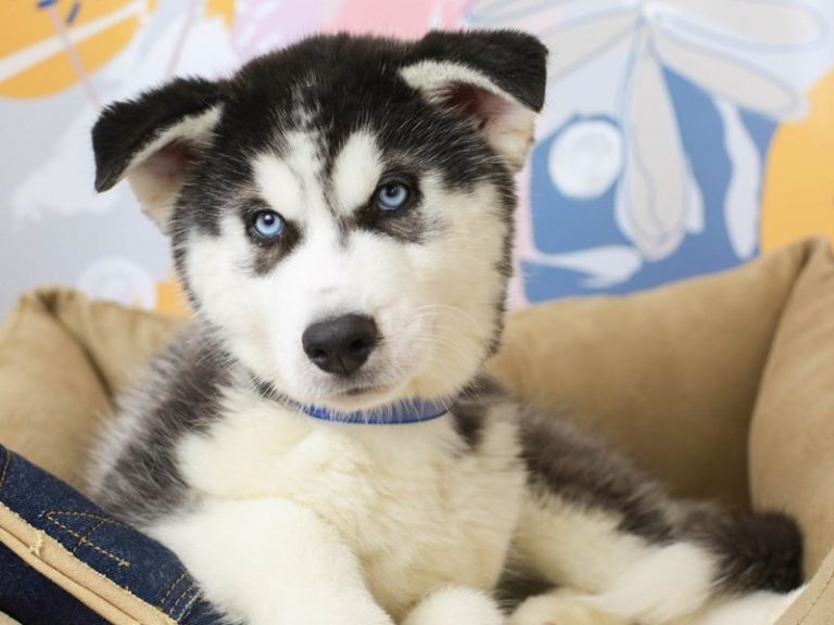 Siberian Husky