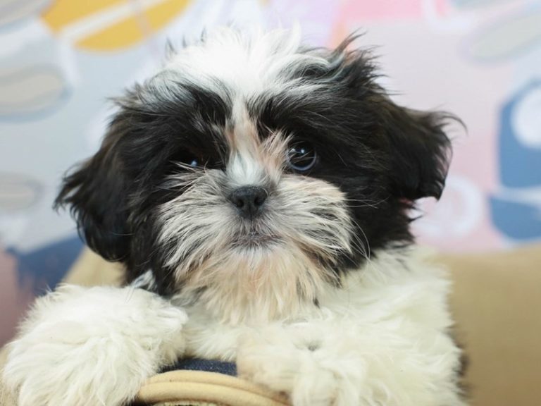 Shih Tzu