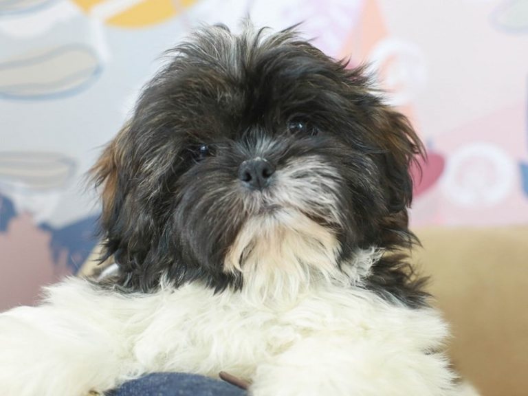 Shih Tzu