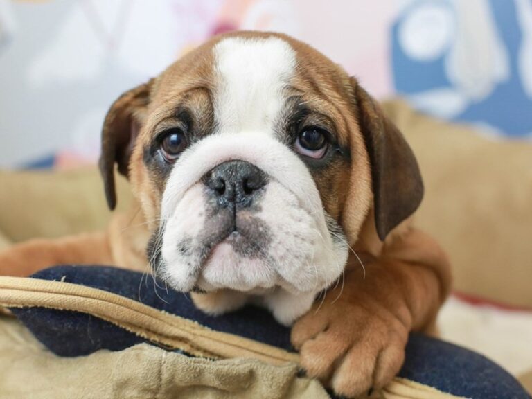English Bulldog