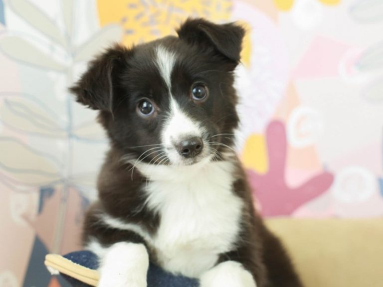 Mini Australian Shepherd