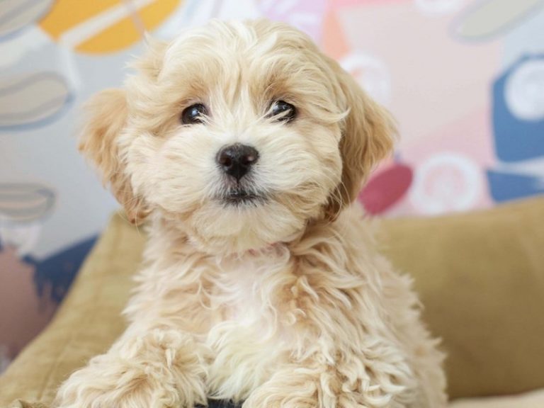 Lhasa Poo
