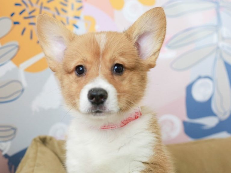 Pembroke Welsh Corgi
