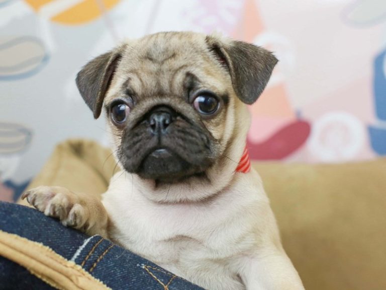 Pug