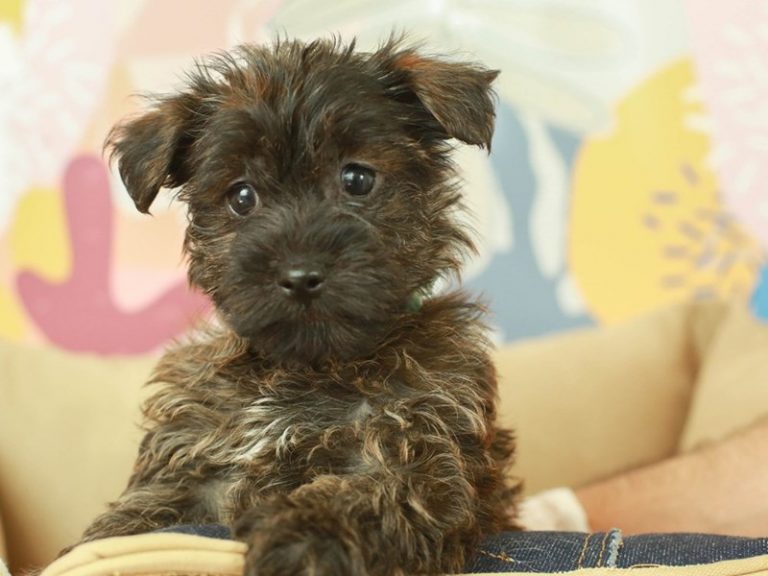 Yorkie Poo