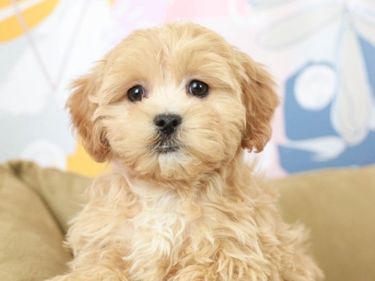 Lhasa Poo