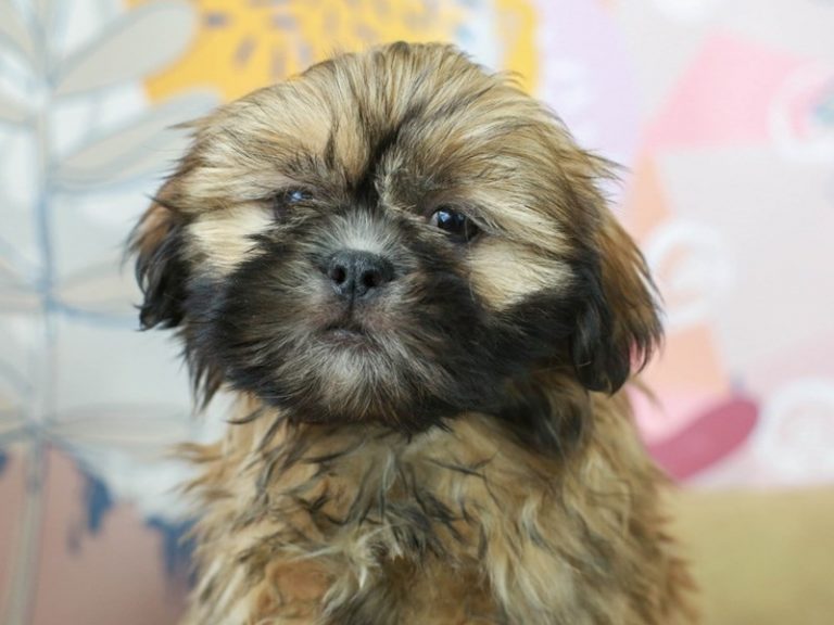 Shih Tzu